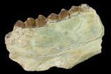 Oreodont (Merycoidodon) Jaw Section - South Dakota #146358-1